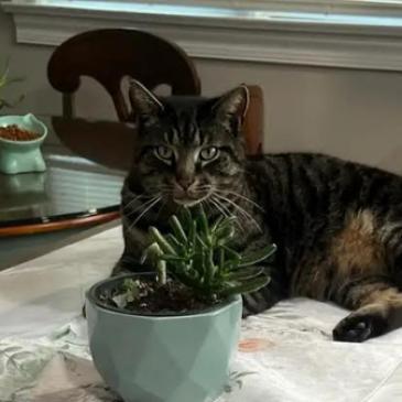 Frog, Adoptable, Senior Female Domestic Short Hair.