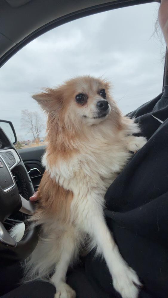 Enlarge Shana, a Adoptable Pomeranian in Cheektowaga, NY image 1/1