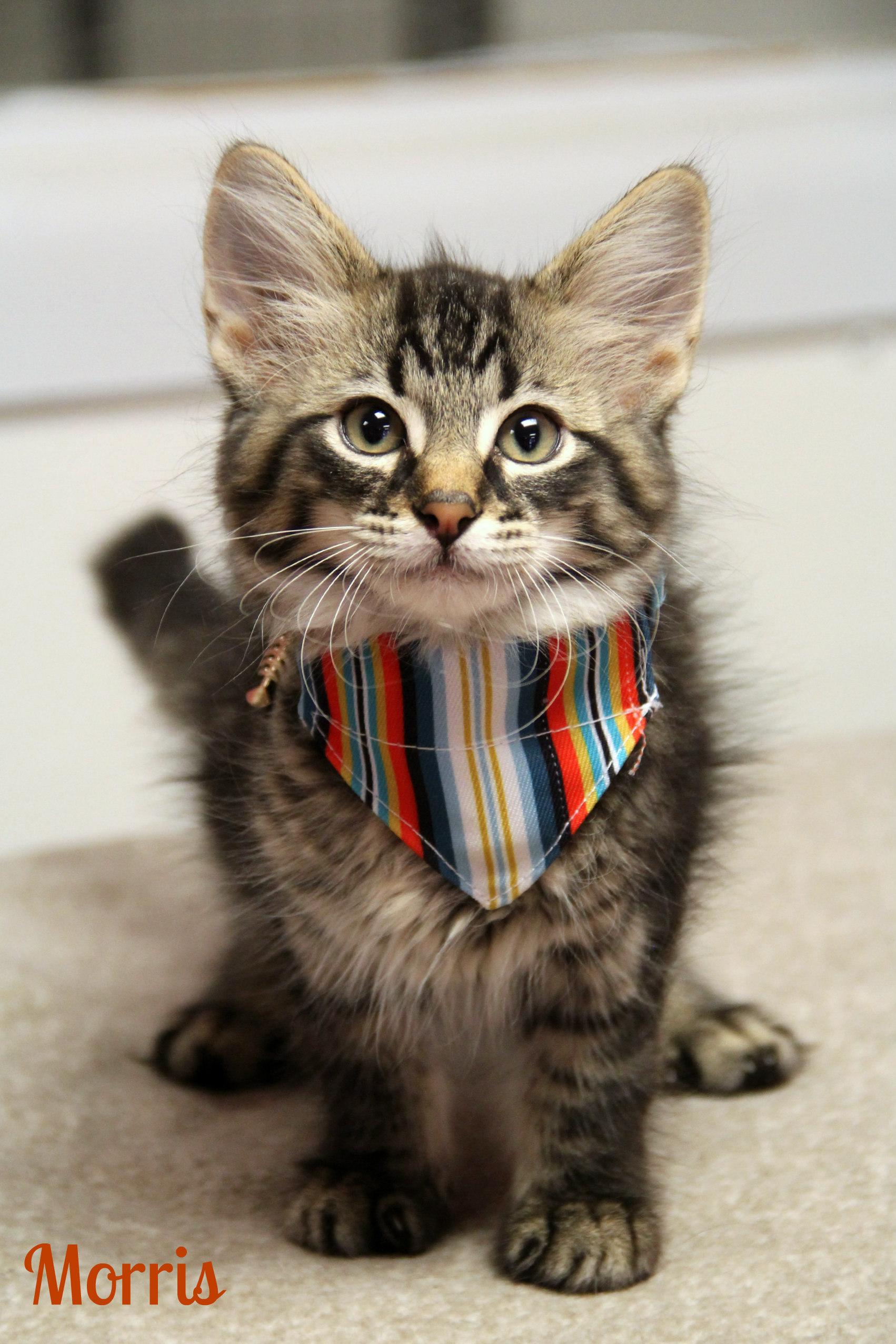 Enlarge Morris, a ADOPTABLE Domestic Long Hair in Vinton, IA image 1/1