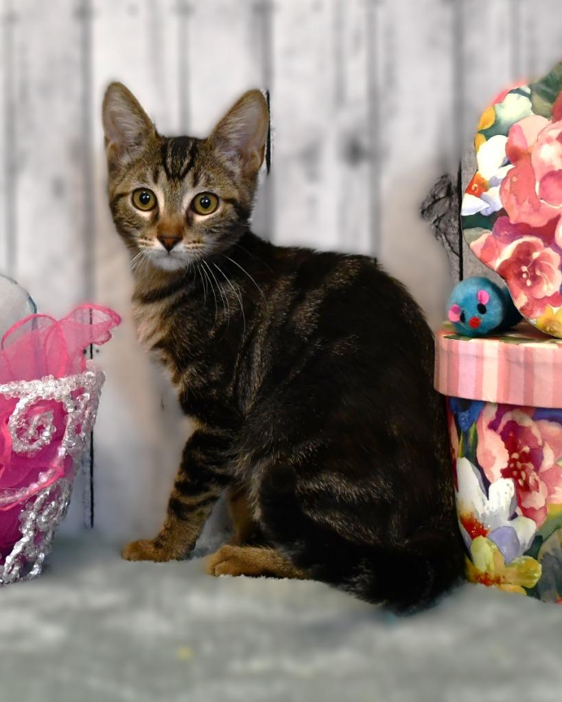 Ruby, Adoptable, Young Female Domestic Short Hair.