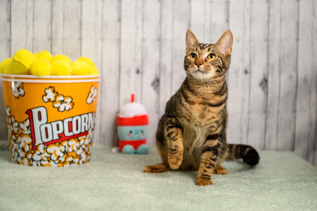 Ruby, Adoptable, Young Female Domestic Short Hair.