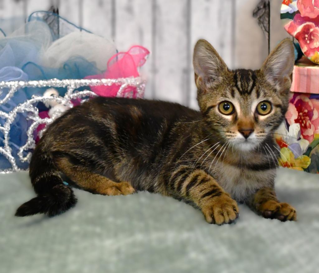 Enlarge Ruby, a Adoptable mixed breed in Roanoke, TX image 2/3