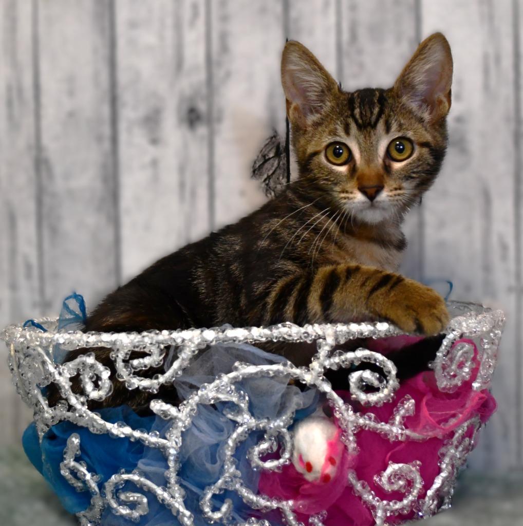 Enlarge Ruby, a Adoptable mixed breed in Roanoke, TX image 3/3