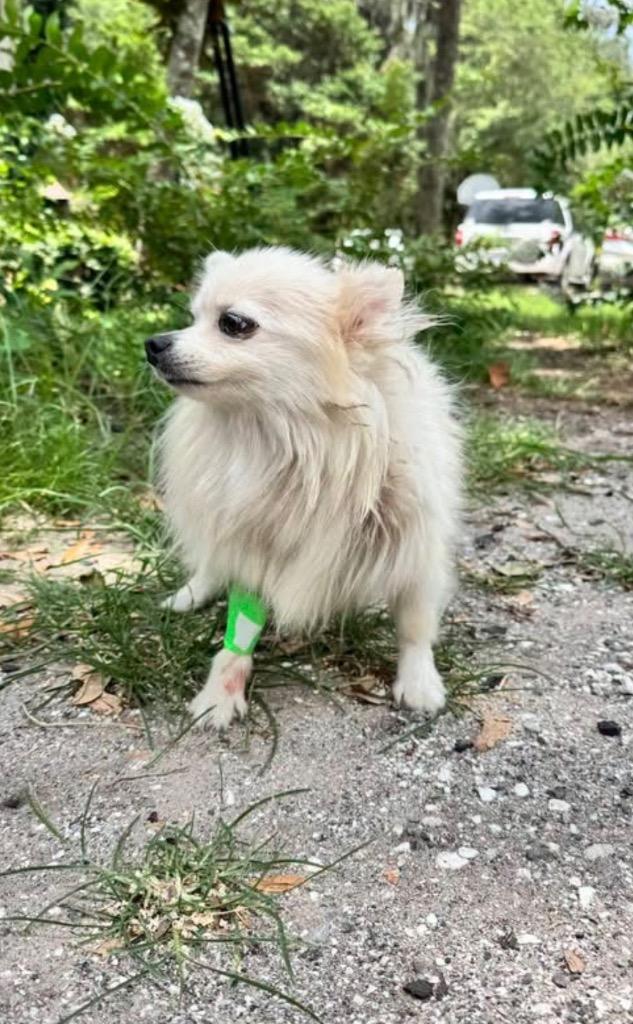 Enlarge Sugar 3, a Adopted Pomeranian in Waynesville, GA image 1/1