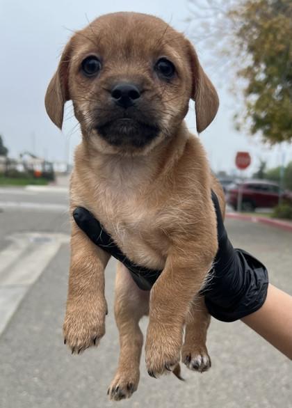 Dawson, Adoptable, Puppy Male Terrier & Mixed Breed.