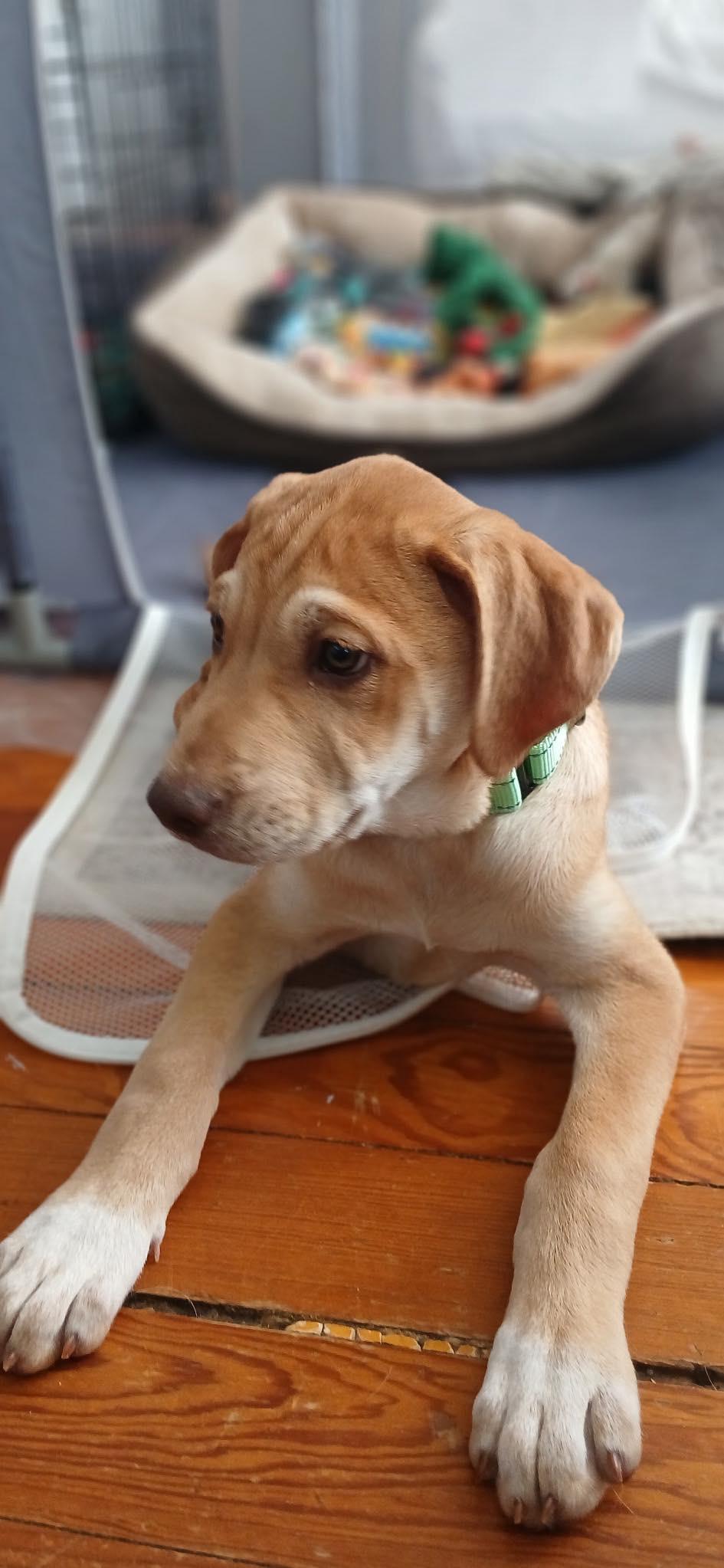 Enlarge Sagittarius, a Adoptable mixed breed in Fairhaven, MA image 4/6