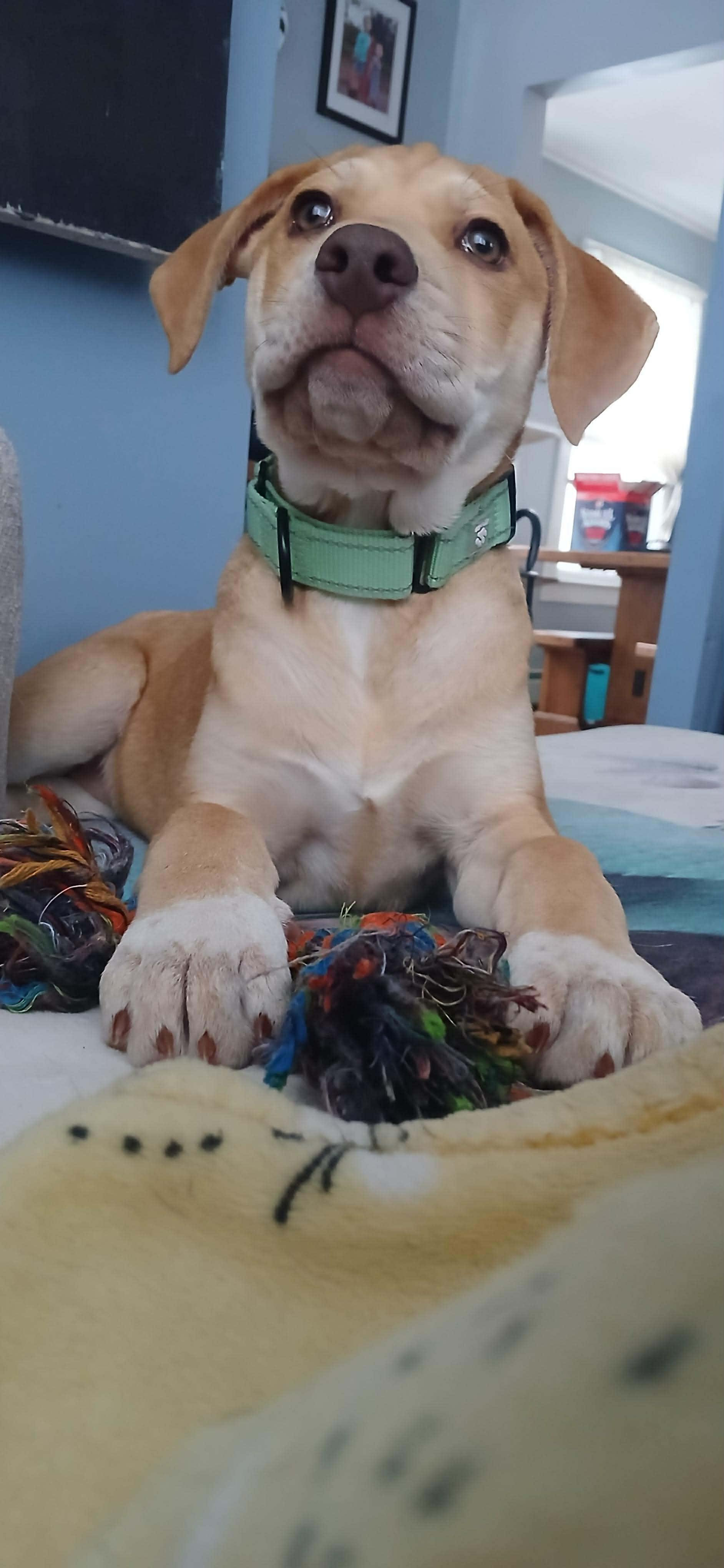 Enlarge Sagittarius, a Adoptable mixed breed in Fairhaven, MA image 5/6