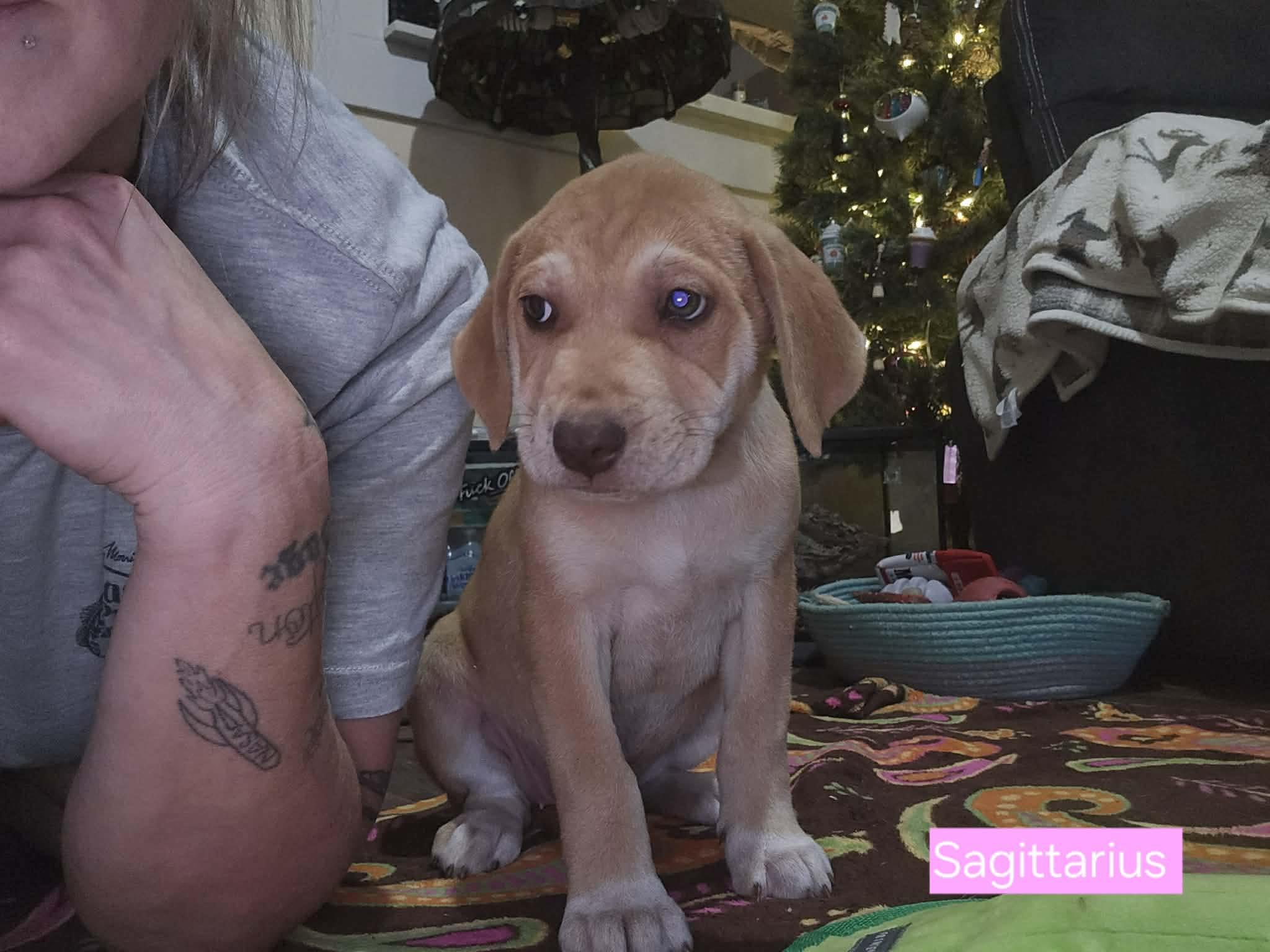 Enlarge Sagittarius, a Adoptable mixed breed in Fairhaven, MA image 3/6