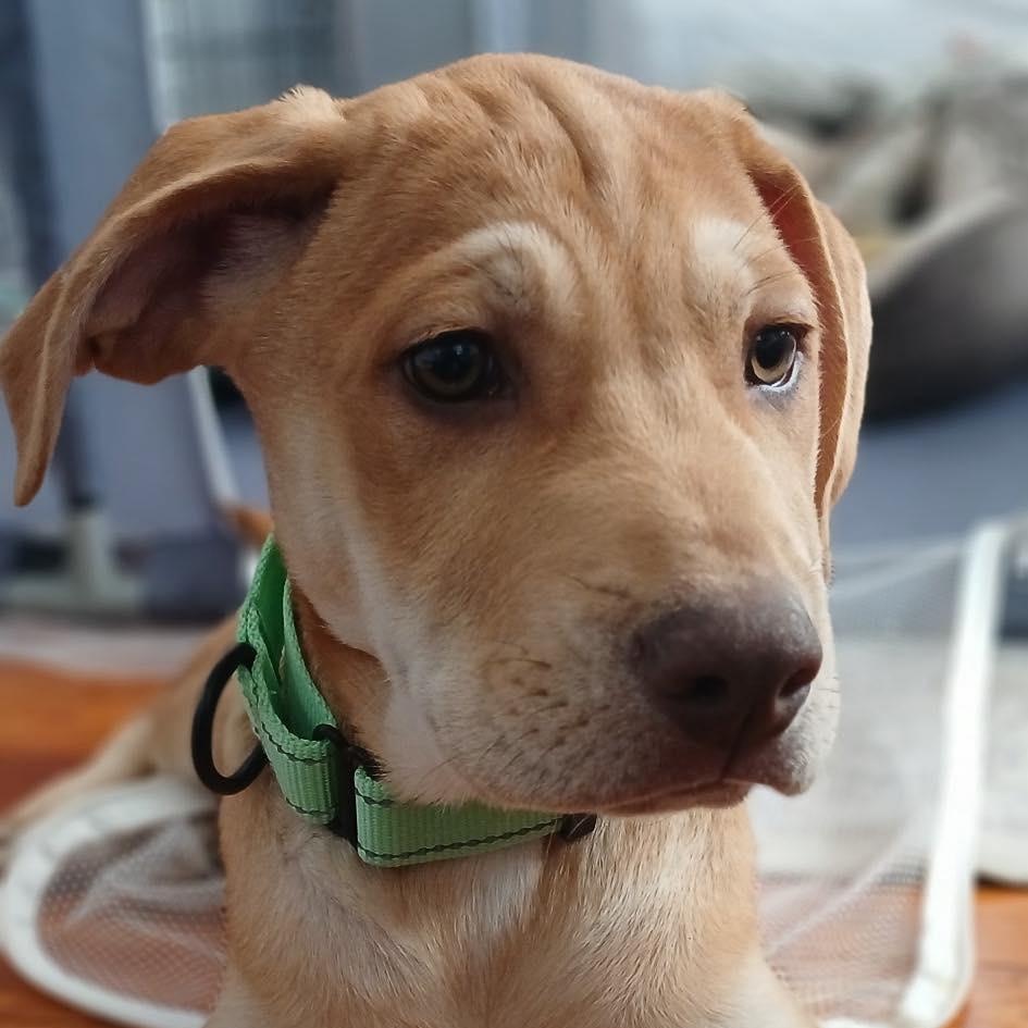 Enlarge Sagittarius, a Adoptable mixed breed in Fairhaven, MA image 2/6