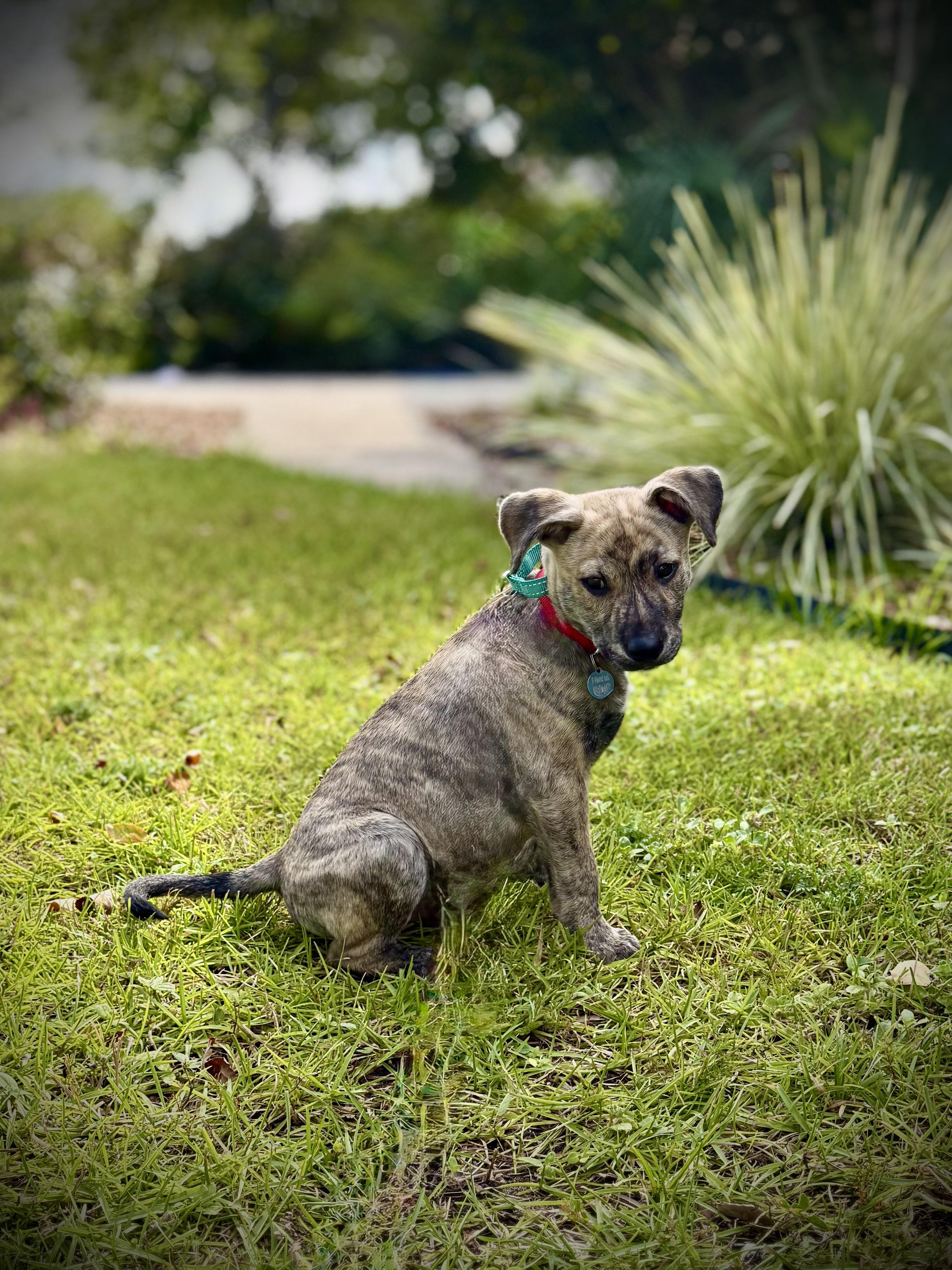 Rukus, a ADOPTABLE mixed breed in Milton, FL image 4/5