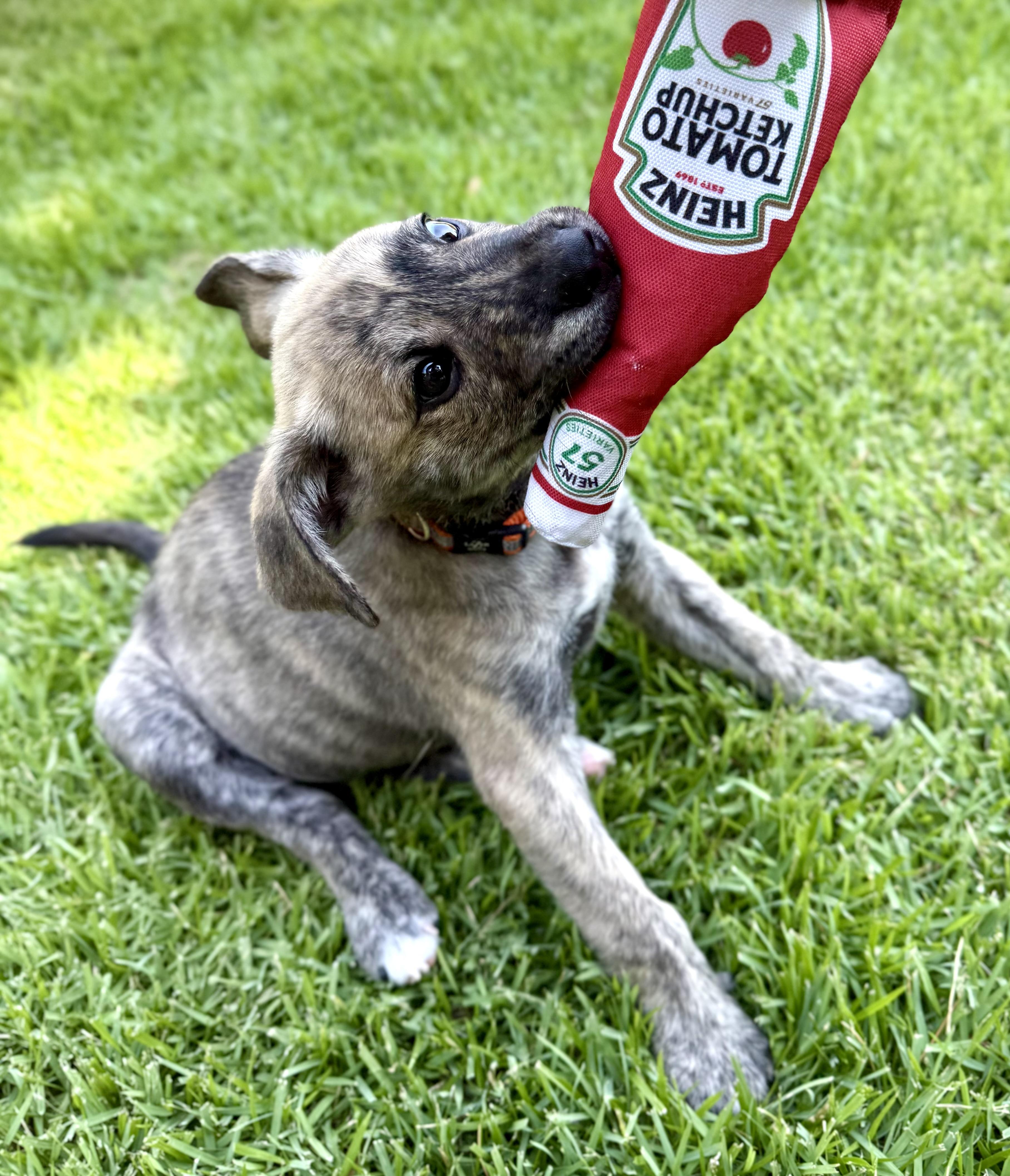 Rukus, a ADOPTABLE mixed breed in Milton, FL image 3/5