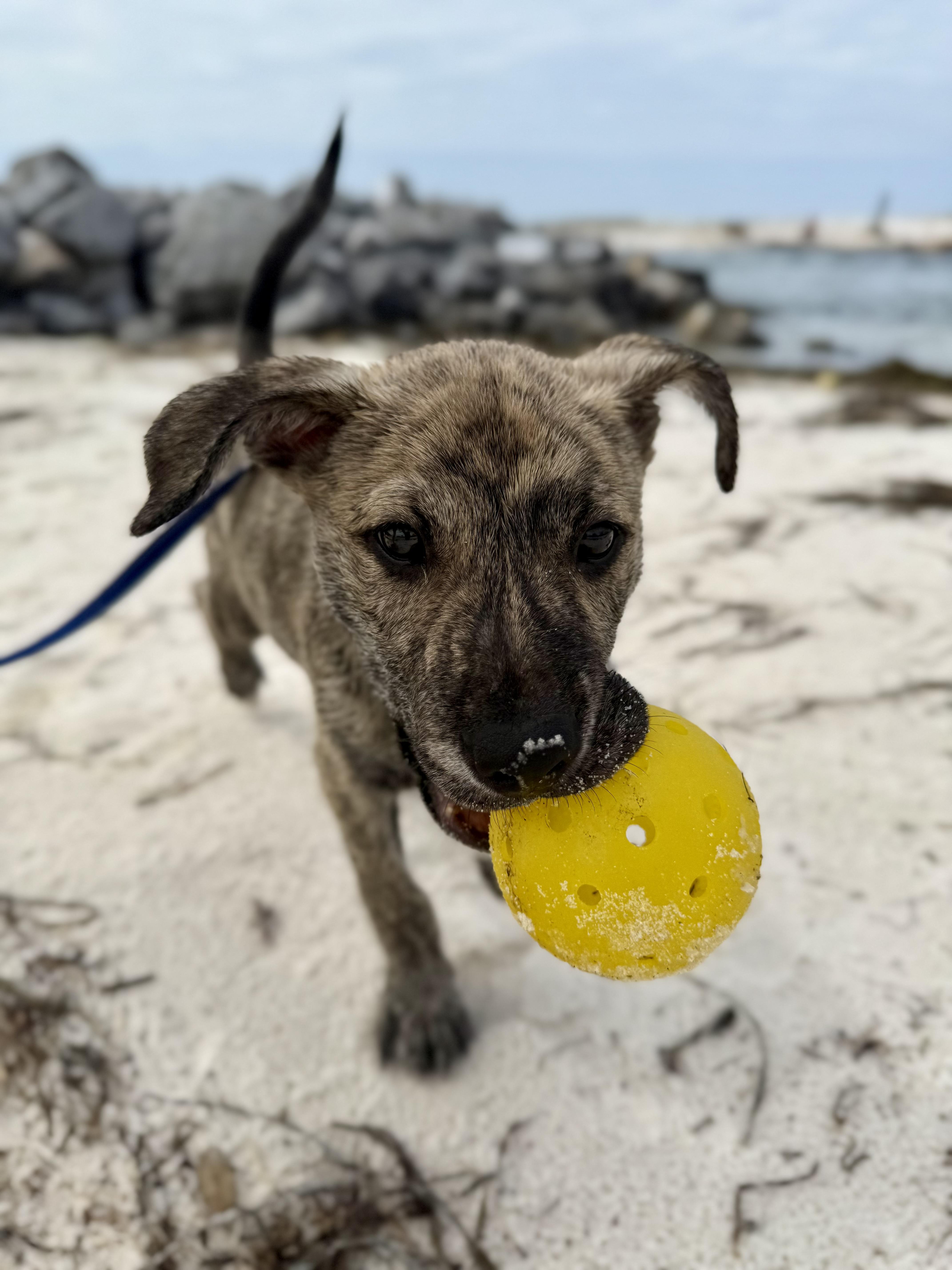 Rukus, a ADOPTABLE mixed breed in Milton, FL image 1/5