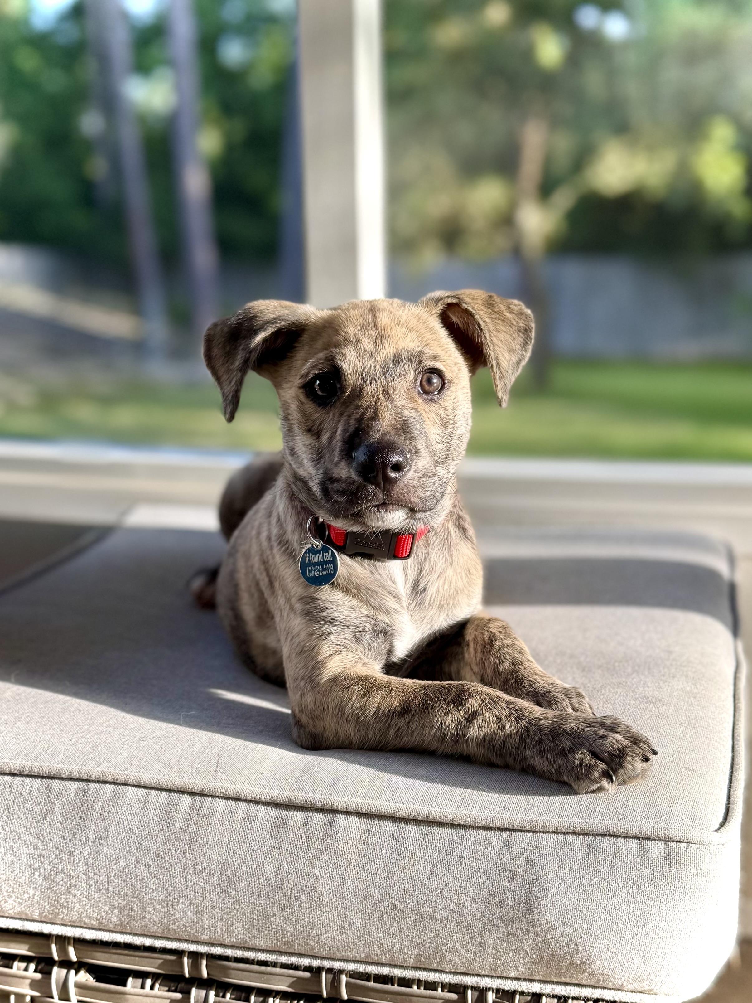 Rukus, a ADOPTABLE mixed breed in Milton, FL image 2/5