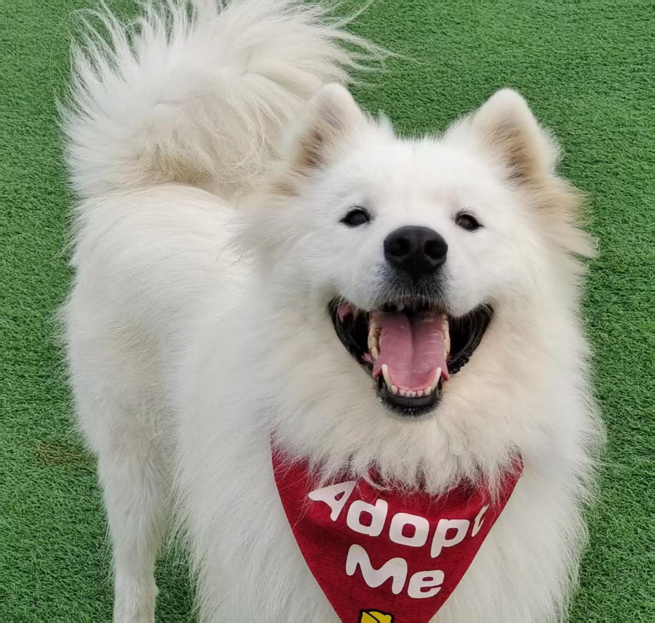 Sammy, Adoptable, Young Male Samoyed.