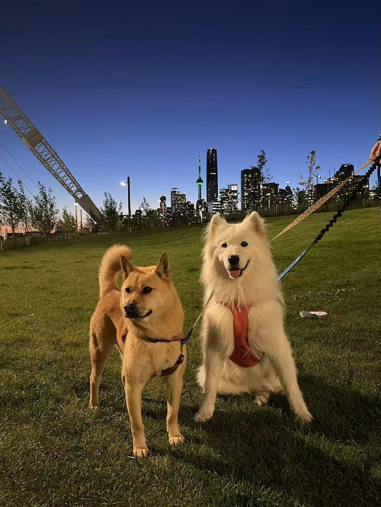 Enlarge Sammy, a Adoptable Samoyed in Toronto, ON image 3/4