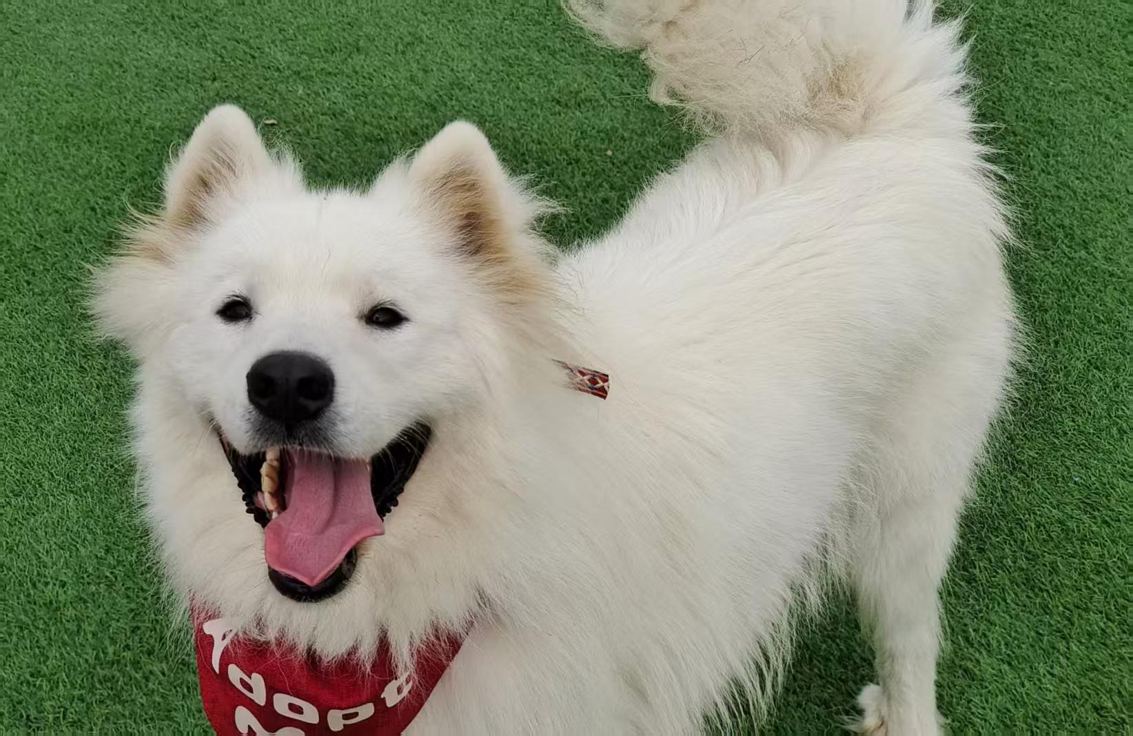 Enlarge Sammy, a Adoptable Samoyed in Toronto, ON image 2/4