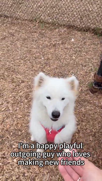 Enlarge Sammy, a Adoptable Samoyed in Toronto, ON video 4/4