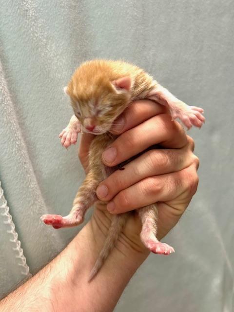 Enlarge Mr. Mustard *In Foster*, a Adoptable American Shorthair in Muskegon, MI image 1/2