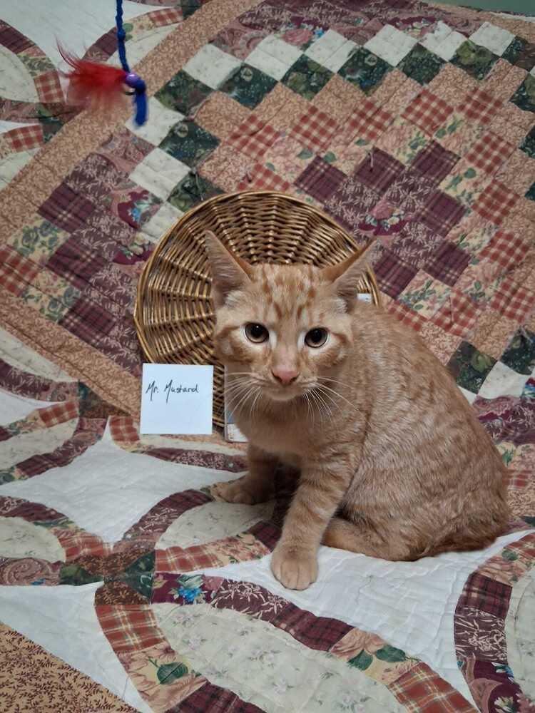 Enlarge Mr. Mustard *In Foster*, a Adoptable American Shorthair in Muskegon, MI image 2/2