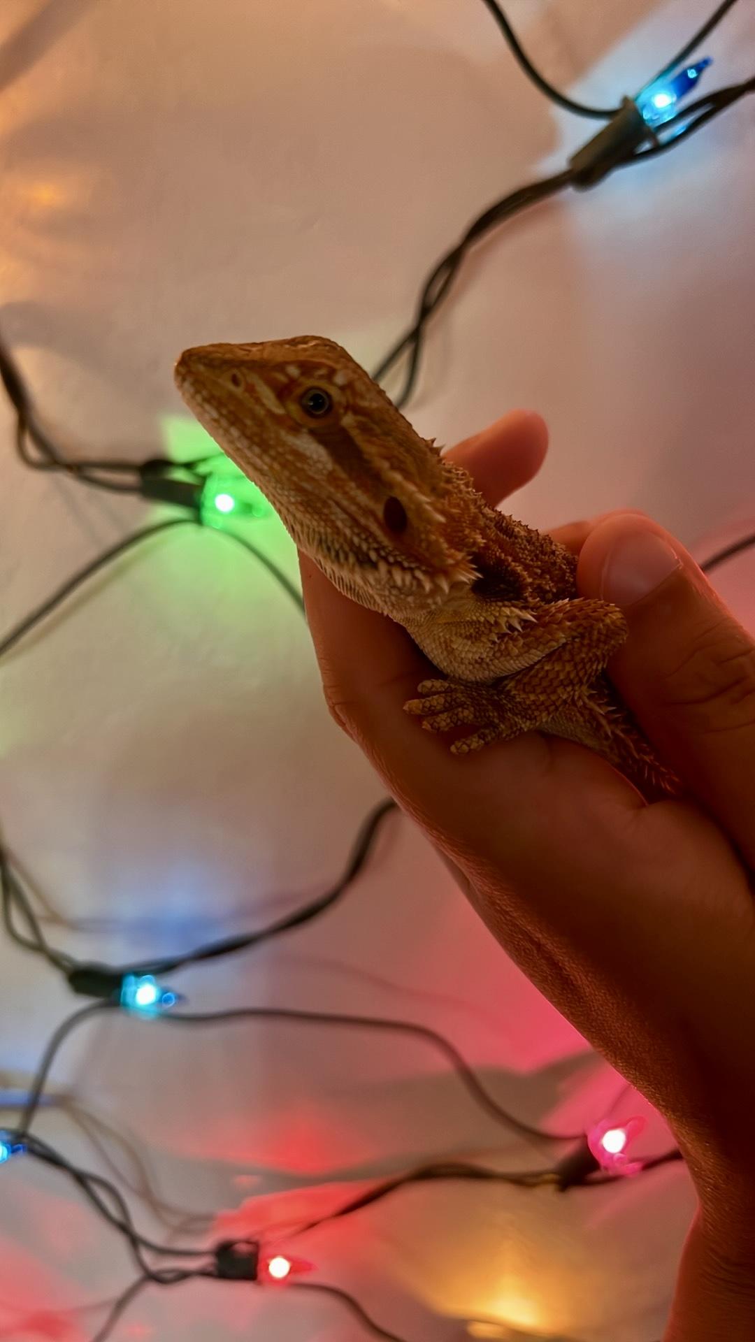 Enlarge Little foot, a Adopted Bearded Dragon in Winchester, VA image 1/3