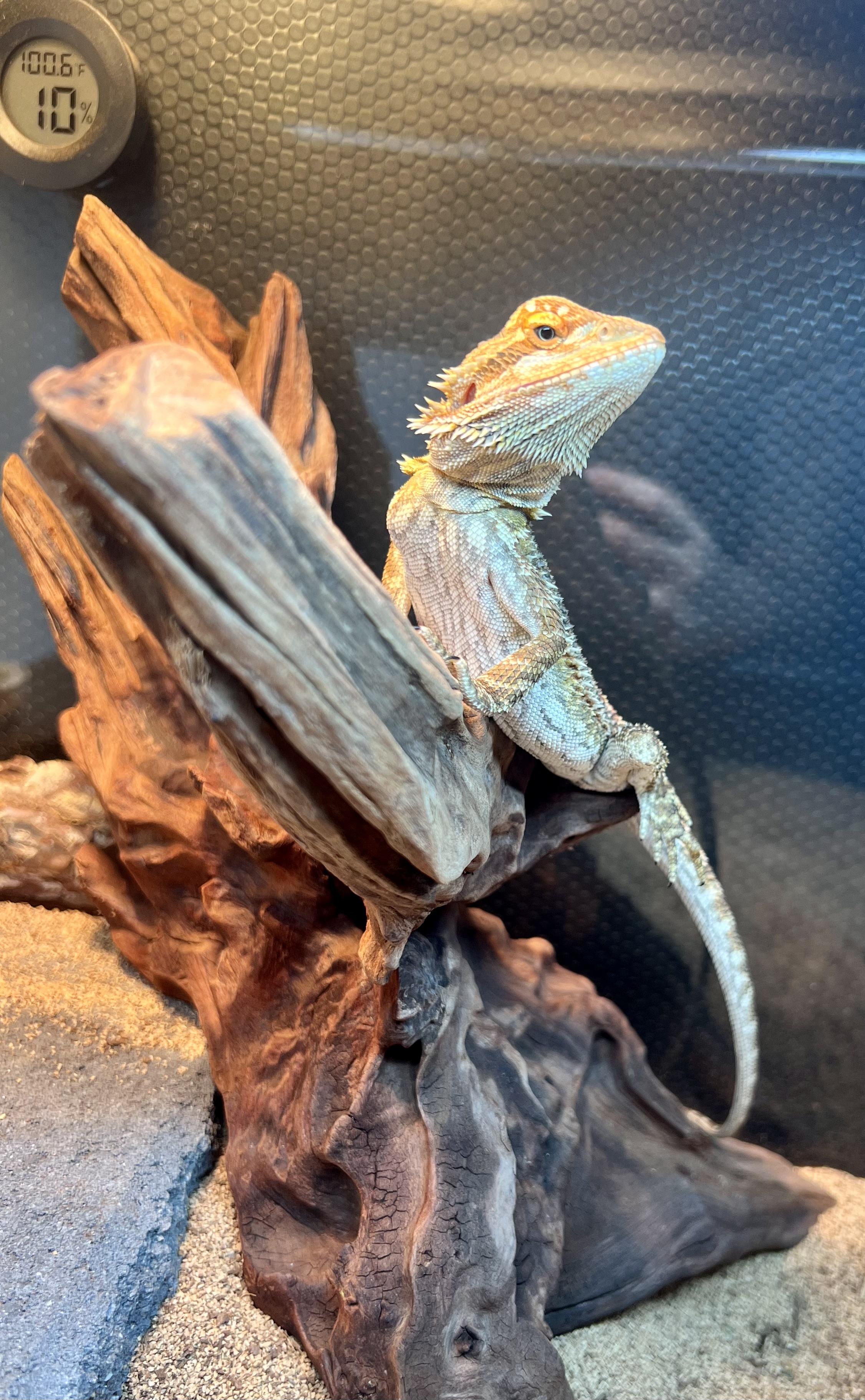 Enlarge Little foot, a Adopted Bearded Dragon in Winchester, VA image 2/3