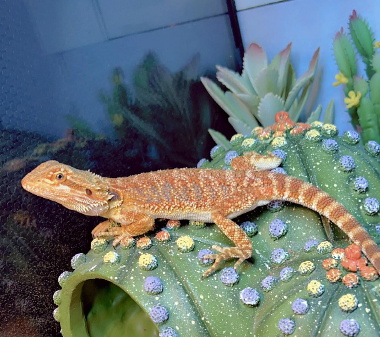 Enlarge Little foot, a Adopted Bearded Dragon in Winchester, VA image 3/3