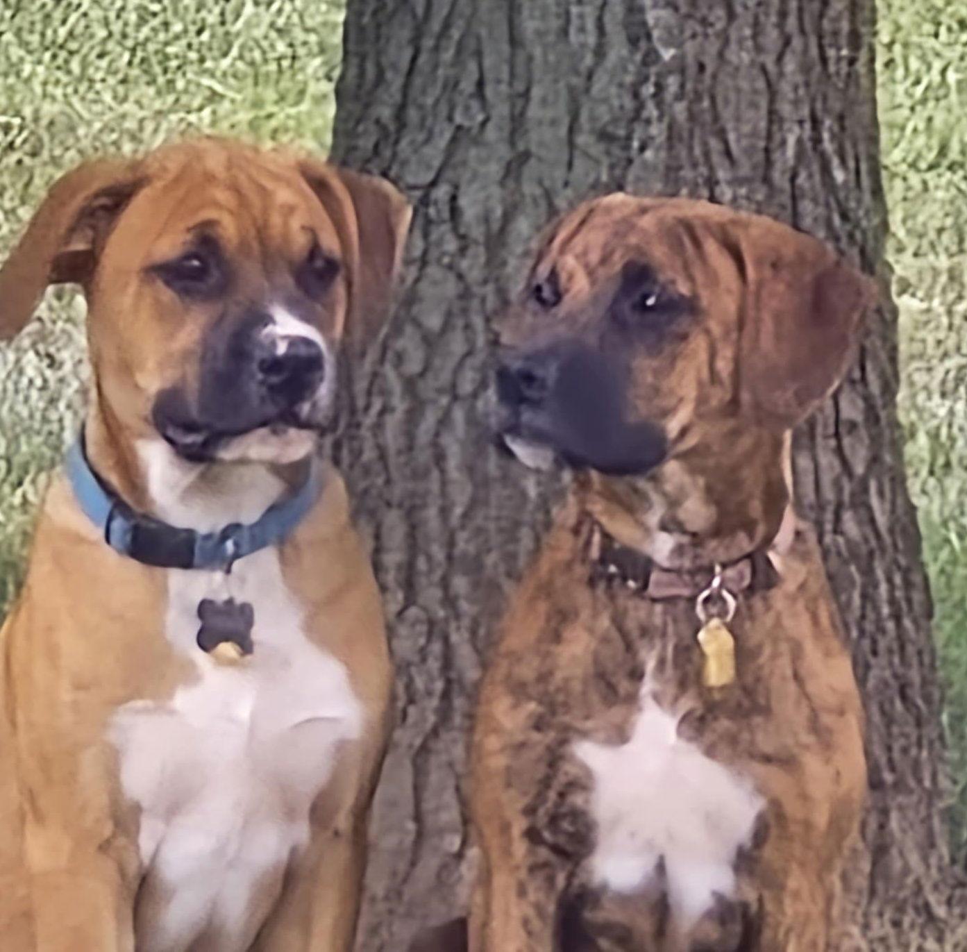 Thor, Adopted, Puppy Male Boxer.