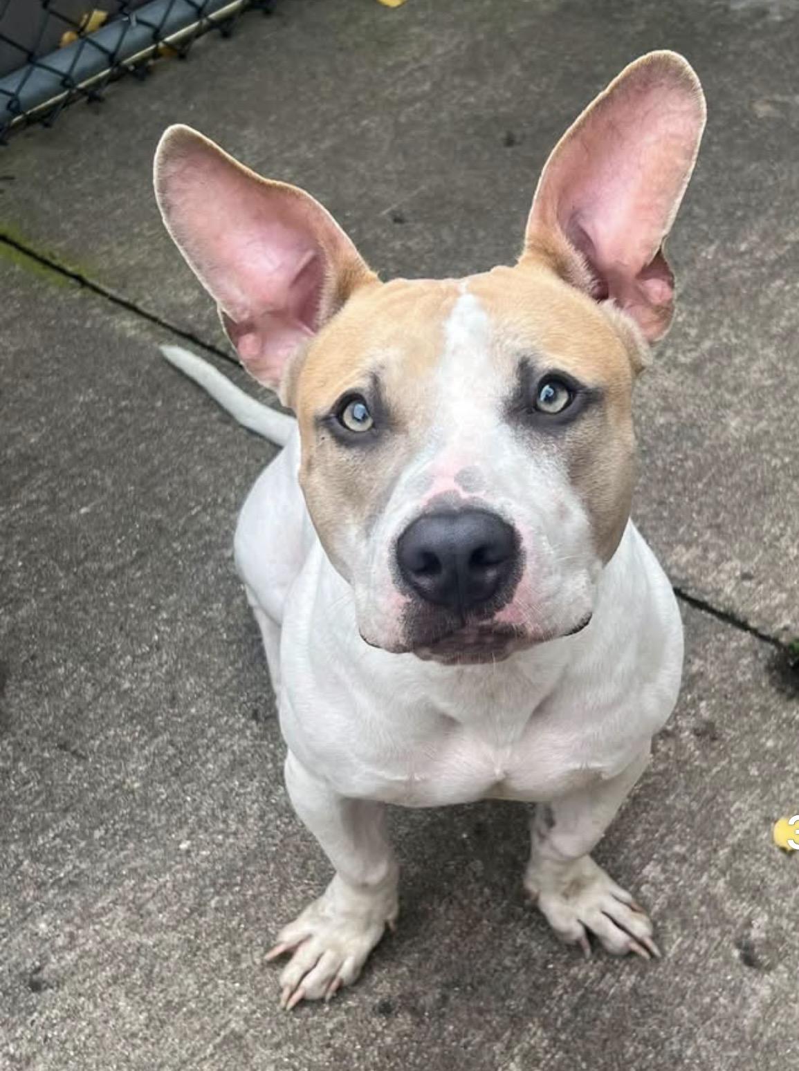 Archie, Adoptable, Adult Female Pit Bull Terrier.
