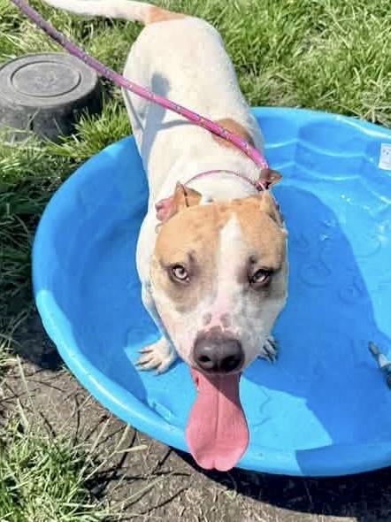 Enlarge Archie, a Adoptable Pit Bull Terrier in Chicago, IL image 3/5