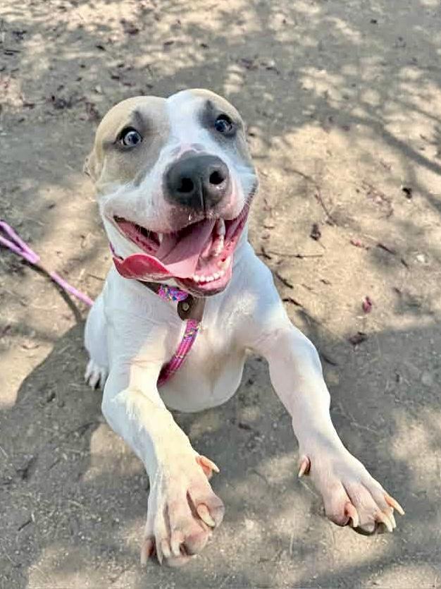 Enlarge Archie, a Adoptable Pit Bull Terrier in Chicago, IL image 2/5