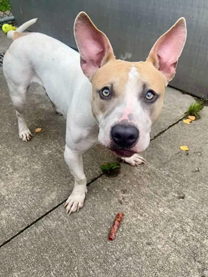 Enlarge Archie, a Adoptable Pit Bull Terrier in Chicago, IL image 4/5