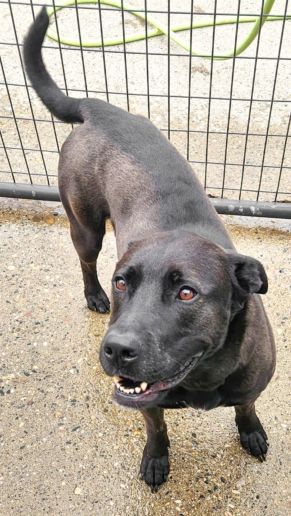 AURORA- Needs a foster/forever home!, a Adoptable mixed breed in Birmingham, MI image 2/4