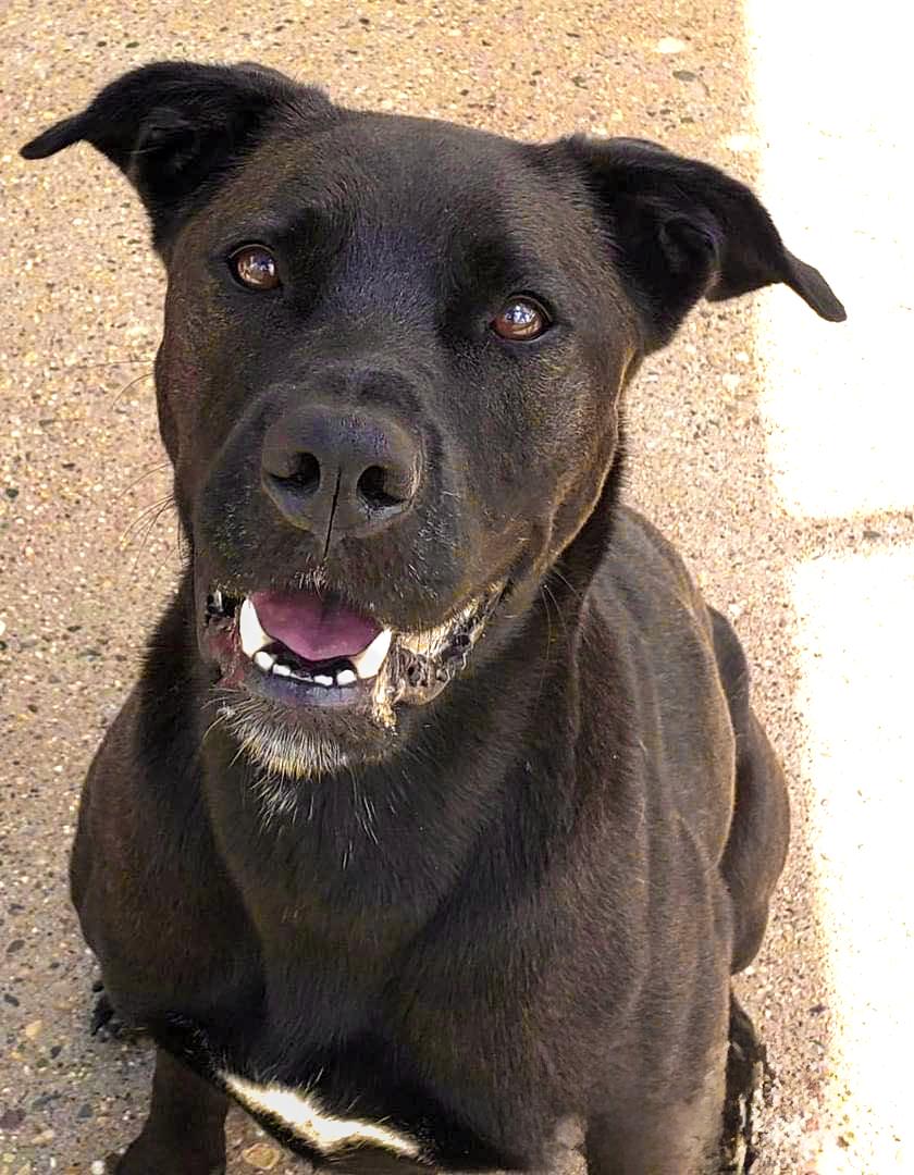 AURORA- Needs a foster/forever home!, a Adoptable mixed breed in Birmingham, MI image 3/4