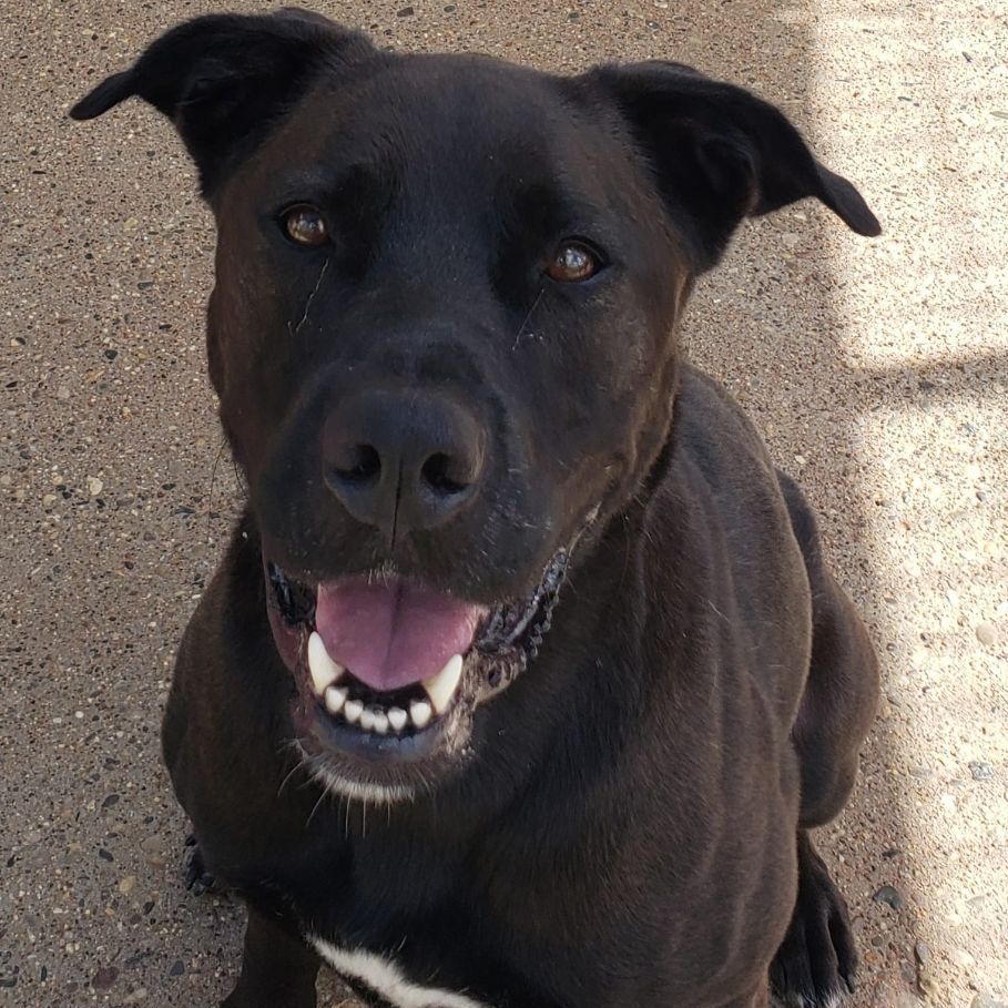 AURORA- Needs a foster/forever home!