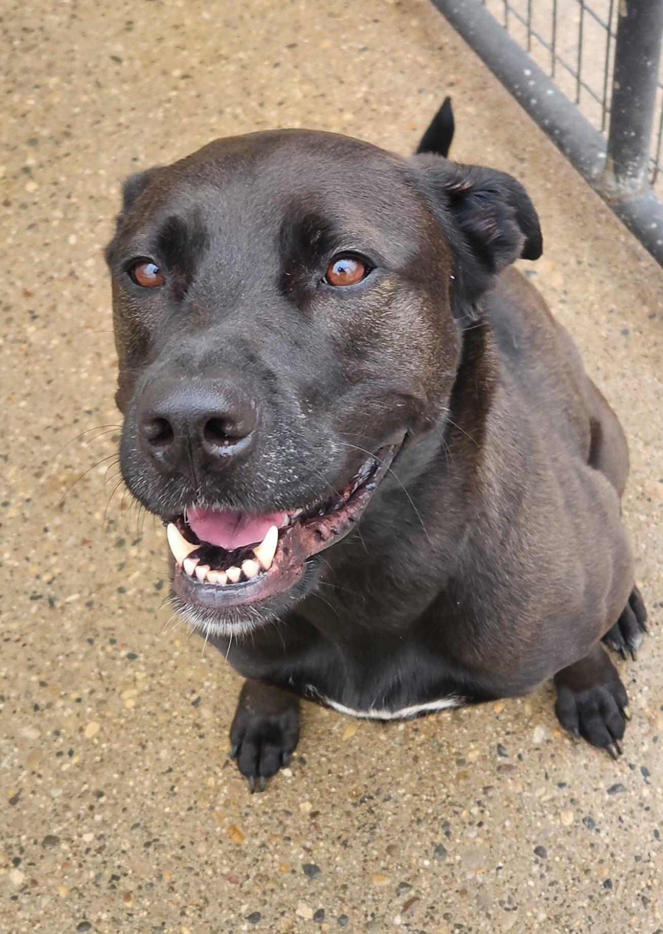 AURORA- Needs a foster/forever home!, an adoptable Labrador Retriever in Birmingham, MI, 48012 | Photo Image 1
