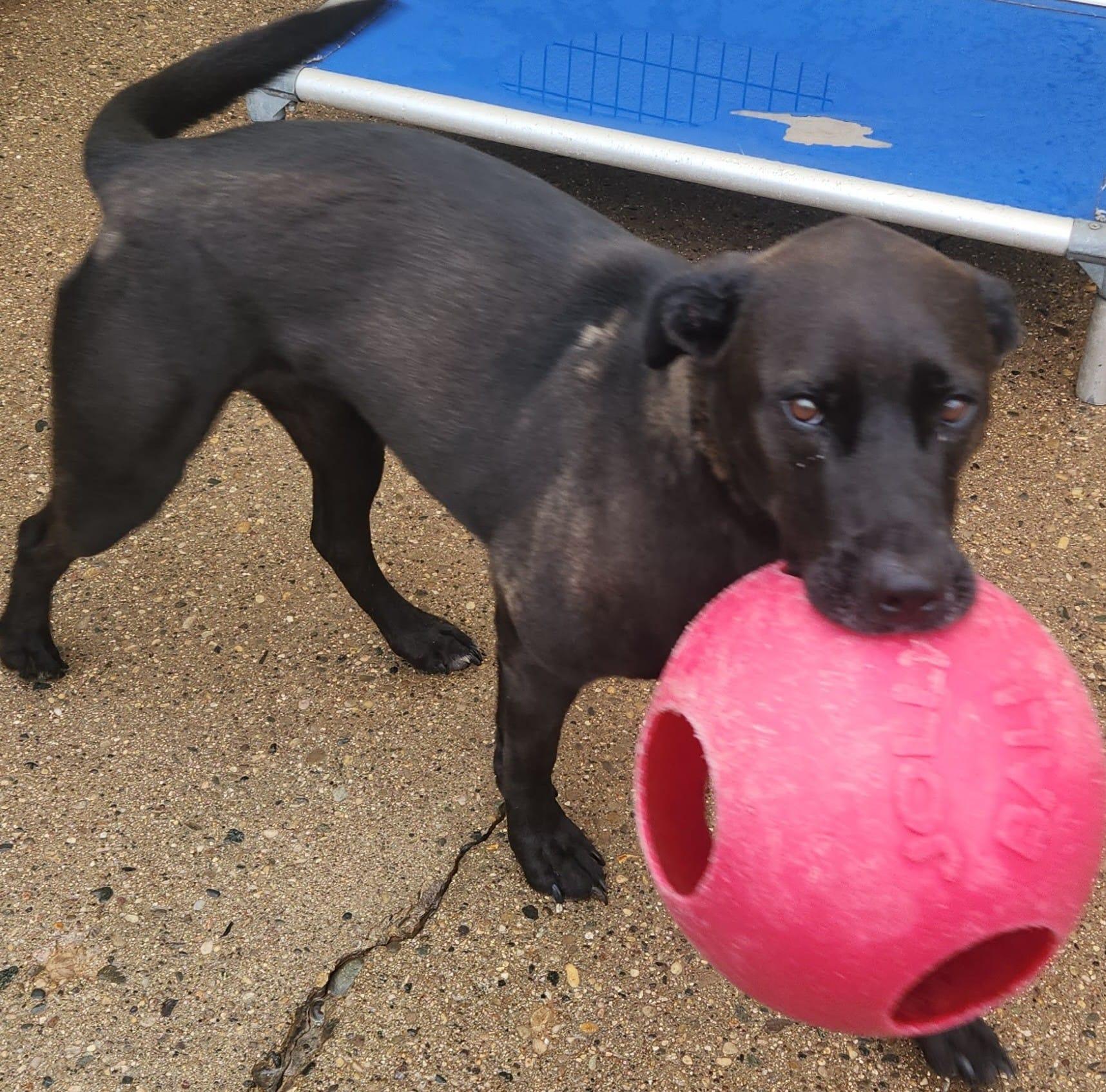 AURORA- Needs a foster/forever home!, an adoptable Labrador Retriever in Birmingham, MI, 48012 | Photo Image 2