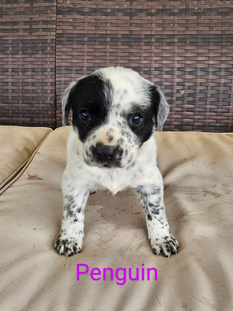 Enlarge Penguin, a Adopted mixed breed in Baytown, TX image 1/1