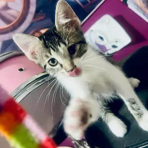 Clarice, Adoptable, Kitten Female Domestic Short Hair.