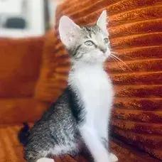 Enlarge Clarice, a Adoptable Domestic Short Hair in Albuquerque, NM image 2/2