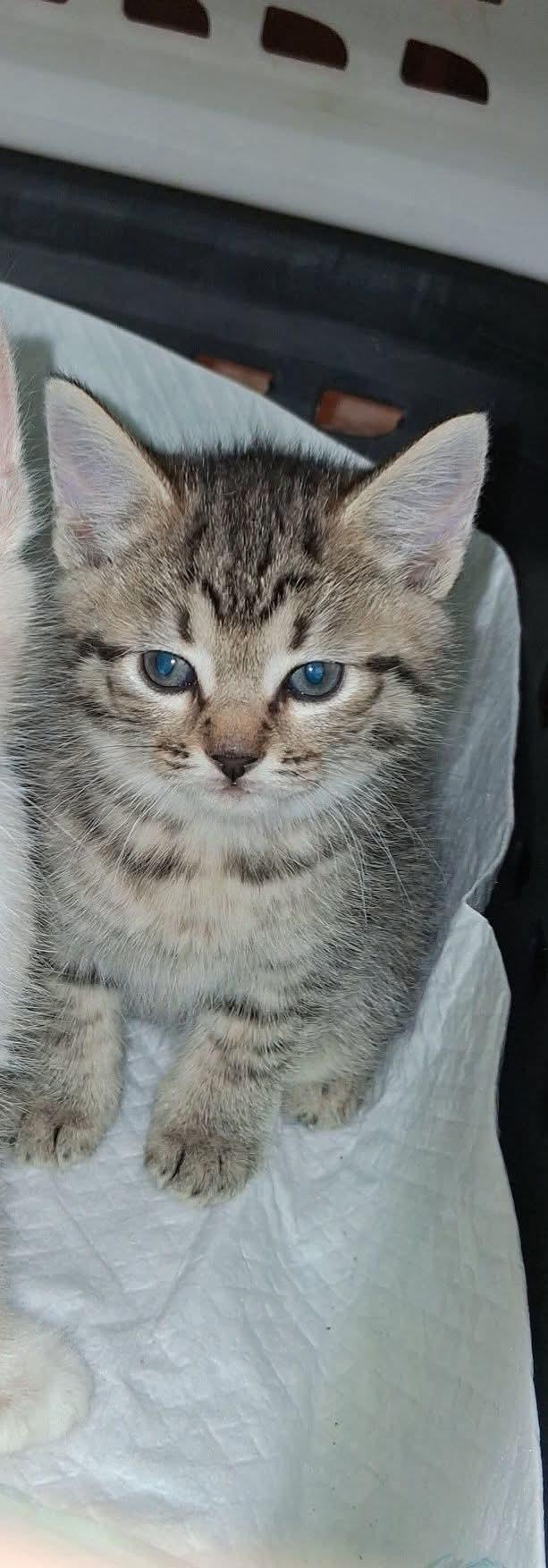 Ginny, adopted, Kitten Female American Shorthair & Domestic Short Hair.