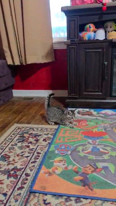 Enlarge Ginny, an adopted mixed breed in Brownsville, PA video 3/3
