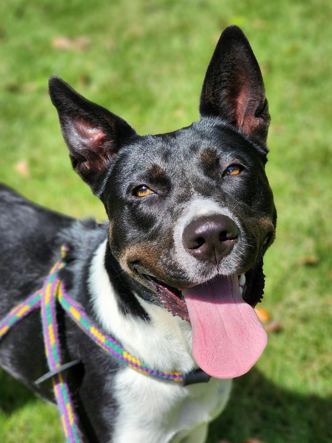 Dee, Adoptable, Adult Female Mixed Breed.