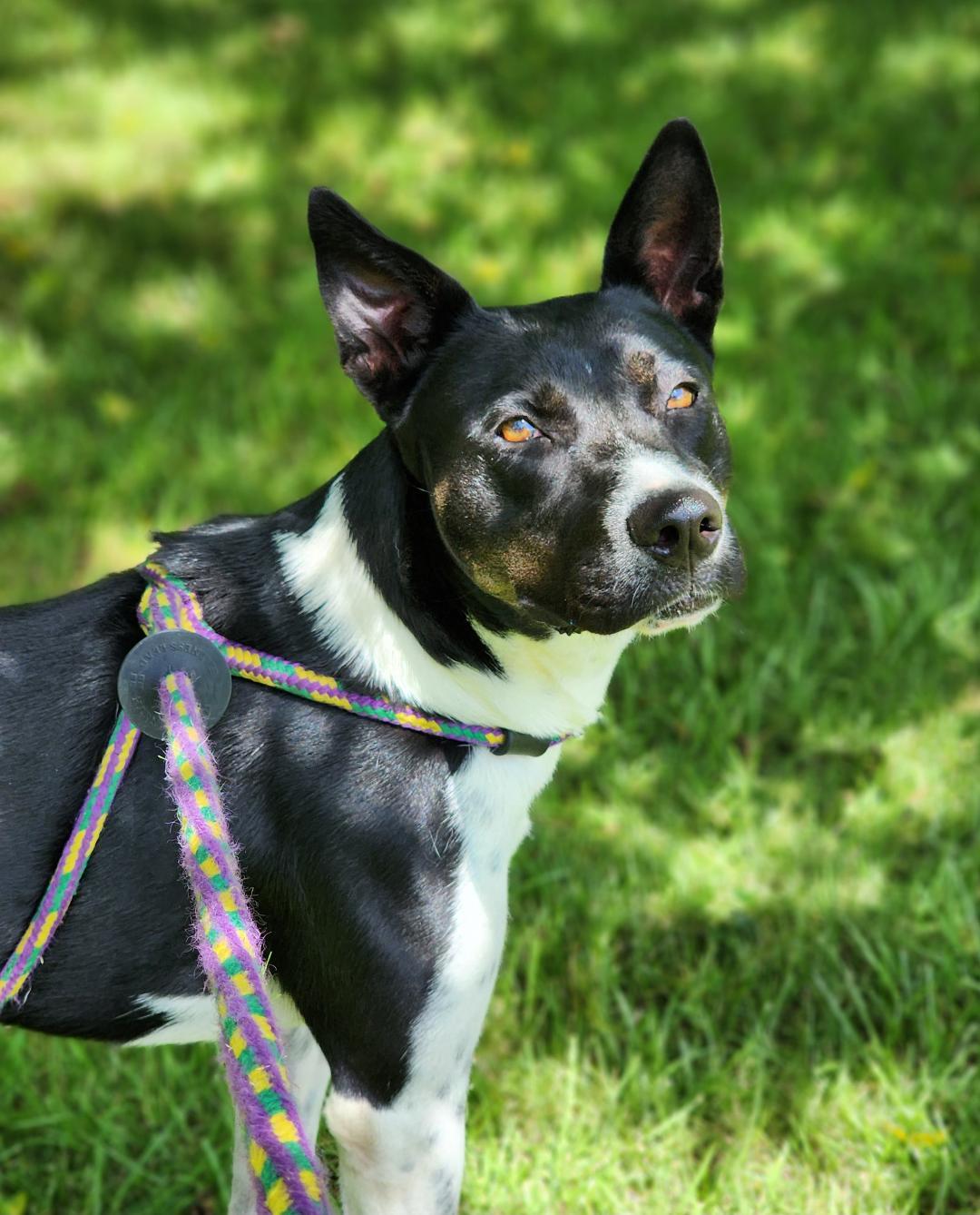 Dee, a Adoptable mixed breed in Phenix City, AL image 2/2