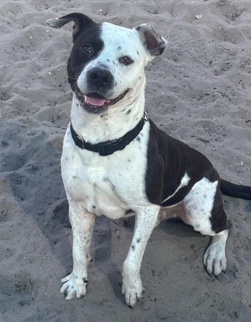FENDI, Adoptable, Adult Male American Staffordshire Terrier.