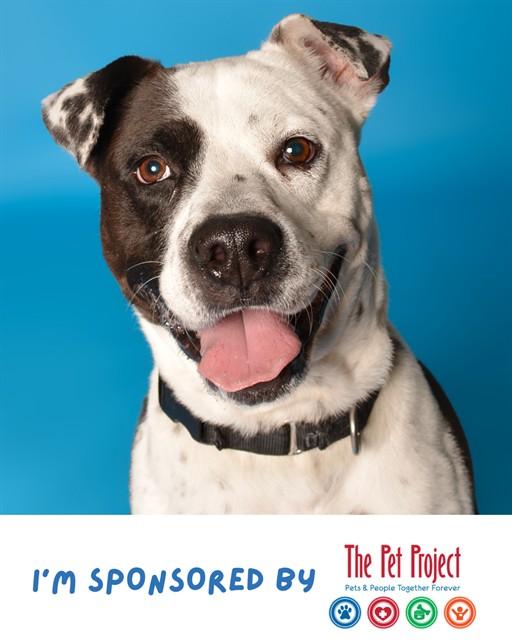 FENDI, Adoptable, Adult Male American Staffordshire Terrier.