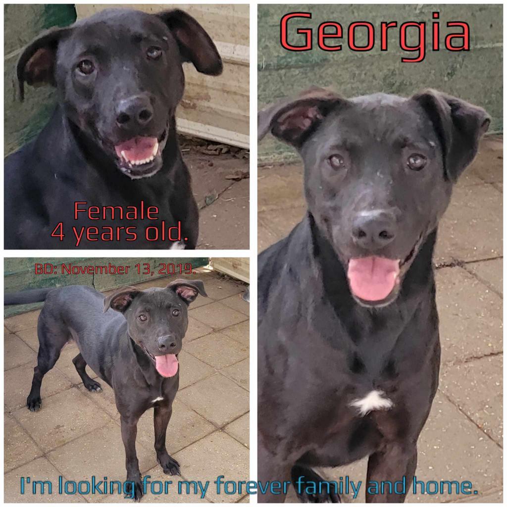 Georgia — thumbnail 2