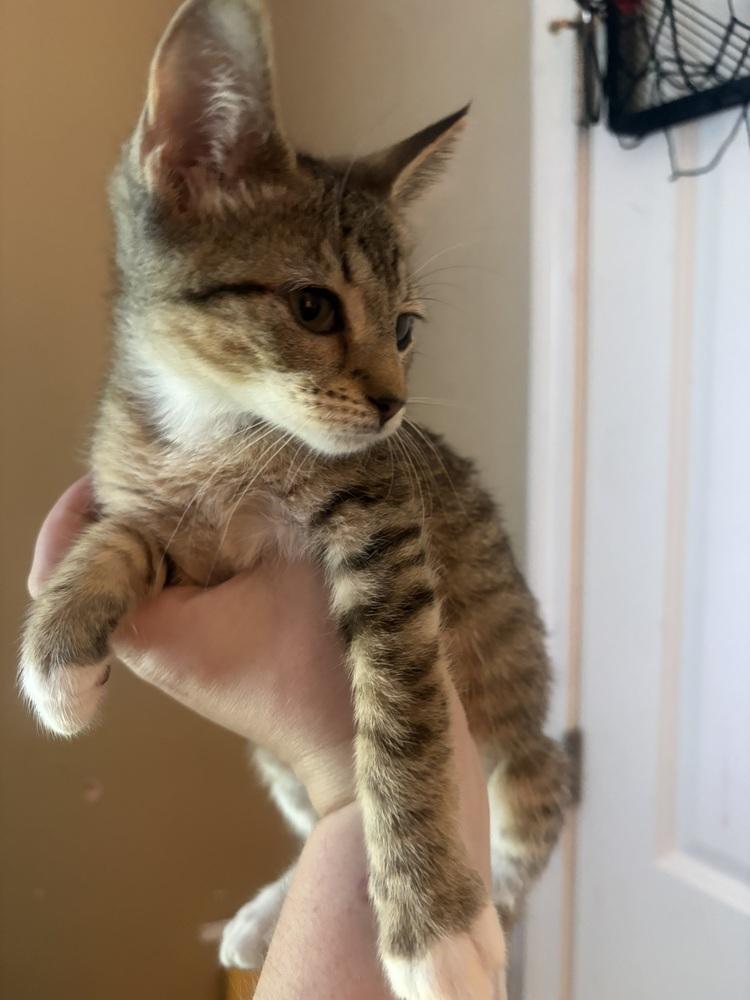 Side Car, Adoptable, Kitten Male Domestic Short Hair.