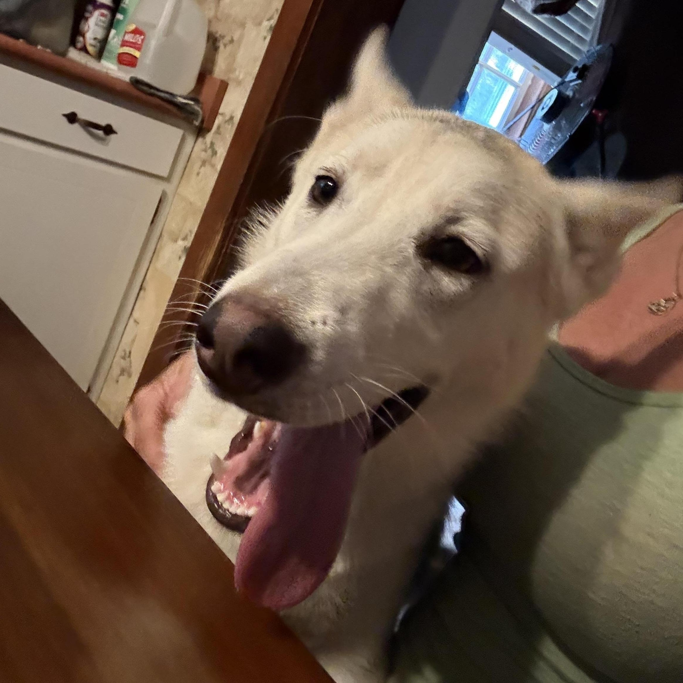 Enlarge Voodoo Ranger, a Adoptable mixed breed in Steubenville, OH image 3/6