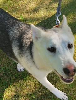 Enlarge Voodoo Ranger, a Adoptable mixed breed in Steubenville, OH image 2/6