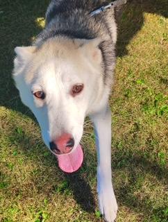 Enlarge Voodoo Ranger, a Adoptable mixed breed in Steubenville, OH image 5/6
